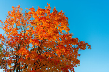 Autumnal season nature. Bright color fall. Nice day in autumn. Autumn season. Fall leaves change...