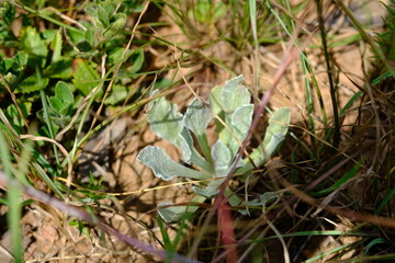 Wild Plant in Botanical Garden
