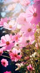 A field of pink cosmos flowers blooming in the sunlight with a blurred background of trees and sky