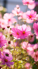 A field of pink cosmos flowers in full bloom with buds against a blurred background in soft light