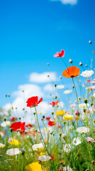 A vibrant field of poppies under a bright blue sky with scattered white clouds on a sunny day view