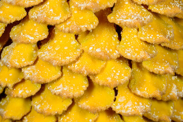 Cycas revoluta - male cycad plant blooms in the garden