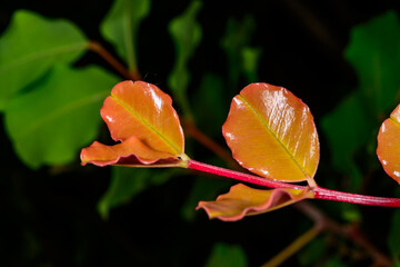 Young red leaves of ornamental plant in garden