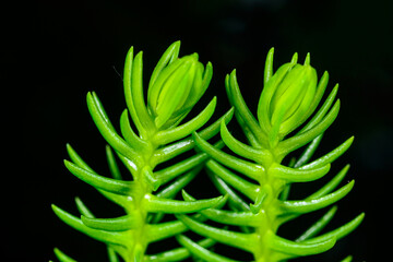 Sedum rupestre, plant with juicy needle-like leaves in a tropical greenhouse
