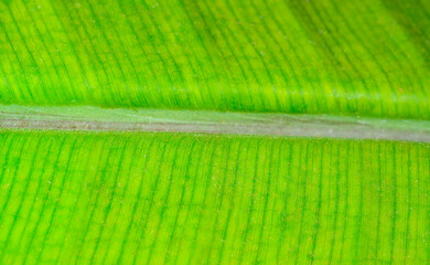 Structure of green banana leaf in tropical greenhouse