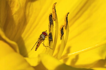 Close-up of a hoverfly pollinating a yellow flower. A vivid example of pollination and ecosystem...