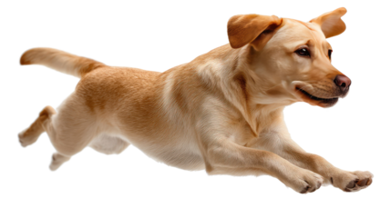 Labrador Retriever leaps: golden labrador retriever with shiny coat and floppy ears leaps and is suspended mid-air with dynamic motion, expressing athleticism and playful energy.