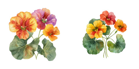 nasturtium flowers watercolor vector illustration