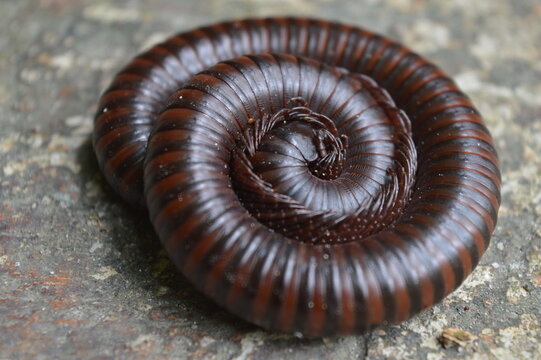 Millipedes circle on the ground