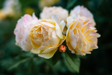 Close-up of the blossom of a yellow historic English rose