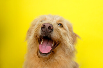Happy Dog with Tongue Out Against Yellow Background
