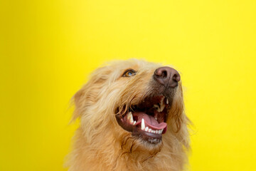 Happy dog looking up with a yellow backdrop