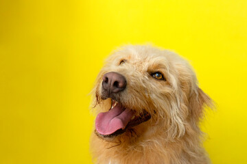 Happy Dog with Tongue Out Against Yellow Background