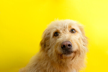 Happy dog looking up with a yellow backdrop