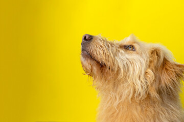 Happy dog looking up with a yellow backdrop