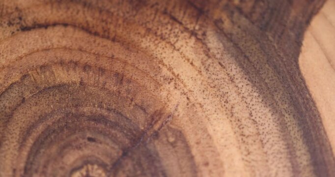 annual rings of a walnut trunk polished for the manufacture of interior details, processed beautiful walnut wood used for the manufacture of objects
