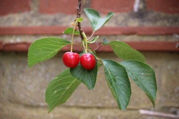 Wild cherries