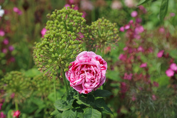 Macro image of a pink striped Rose bloom with a Giant Onion seed head, Kent England
