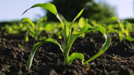 Young maize plants emerge from the rich earth under sunlight, highlighting the growth process in a thriving agricultural landscape.
