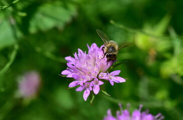 Biene auf einer Witwenblume
