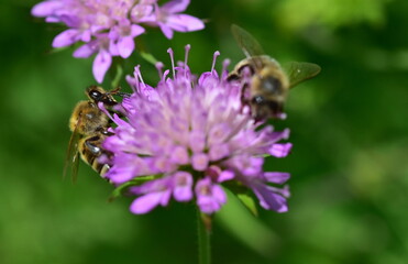 Biene auf einer Witwenblume