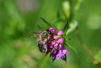 Biene auf einer Witwenblume