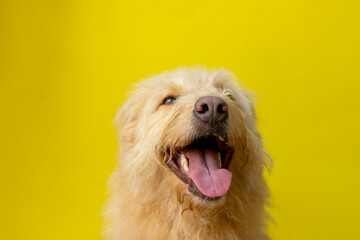 Happy Dog with Tongue Out Against Yellow Background