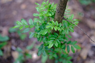 Young Tree with Vibrant Green Leaves