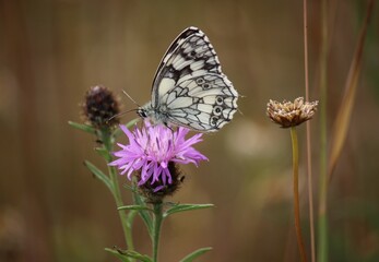 Marbled white butterfly on a knapweed