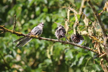 Three long-tail tits on a branch