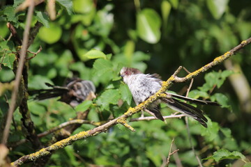 Young long-tailed tit on a branch