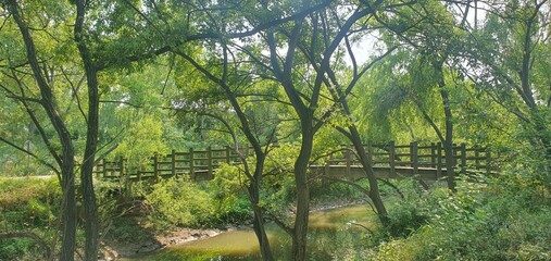 a view of a bridge with a forest river