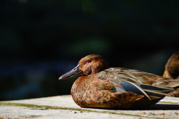 The cinnamon teal also known as Spatula cyanoptera.
