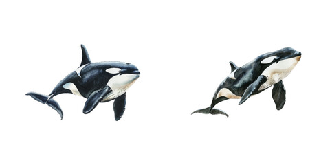 orca whale watercolor vector illustration