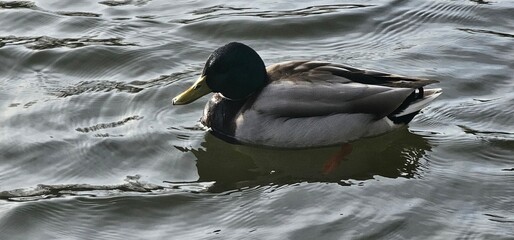 Male Mallard Duck Swimming on Water