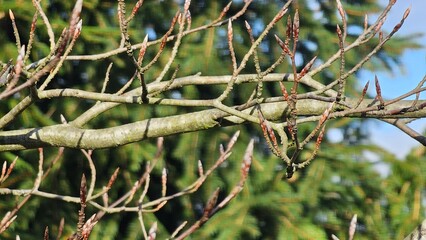 Tree Buds Awakening in Early Spring