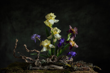 A mysterious composition in a naturalistic style with iris flowers. Branches, moss and lichen...