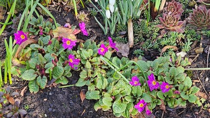 Vibrant Purple Primroses in Spring Garden