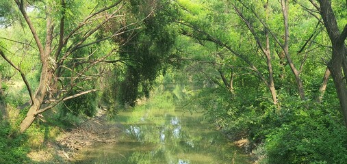 a forest with a river