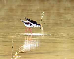 Black necked stilts