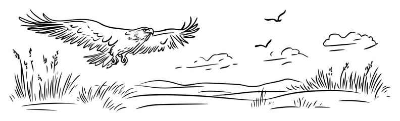 Obraz premium hand drawn eagle flying over savanna – vector line art