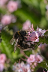 Vertical Macro of Bombus canariensis, Canary Island bumblebee collecting pollen from delicate pink flowers.  Natural light, highlighting pollination and biodiversity in Canary Islands ecosystem.