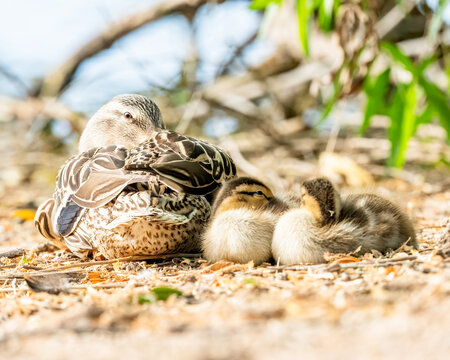 mother and baby ducks - Powered by Adobe