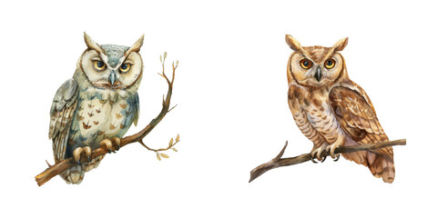 owl on twig watercolor vector illustration