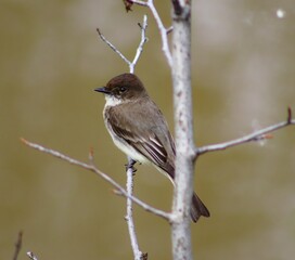 Eastern Phoebe on a branch
