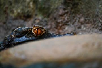 A dangerous crocodile looking at you above water level. Portrait of Cuvier's dwarf caiman also...