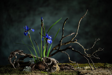 A mysterious composition in a naturalistic style with iris flowers. Branches, moss and lichen...