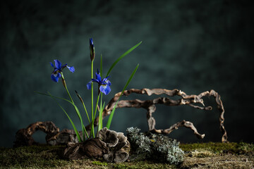 A mysterious composition in a naturalistic style with iris flowers. Branches, moss and lichen...
