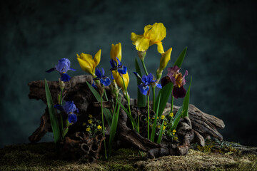 A mysterious composition in a naturalistic style with iris flowers. Branches, moss and lichen...