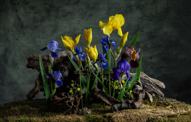 spring crocus flowers